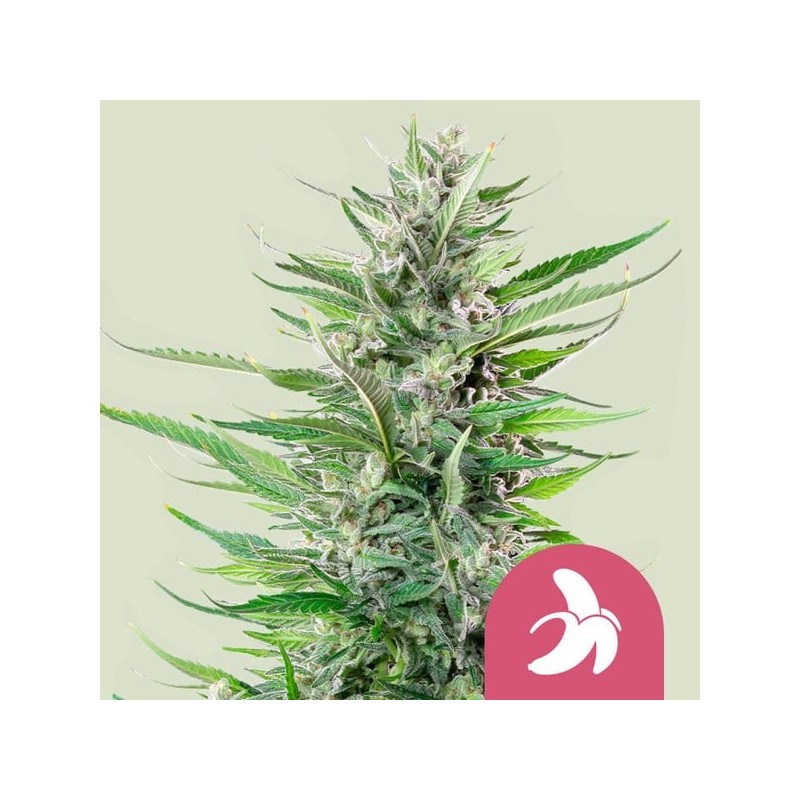 Fat Banana semi cannabis Royal Queen Seeds