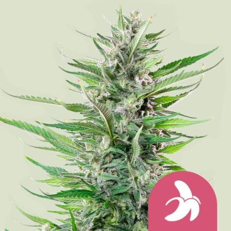 Fat Banana semi cannabis Royal Queen Seeds