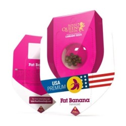 Fat Banana semi cannabis Royal Queen Seeds
