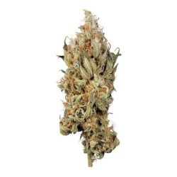 Fat Banana semi cannabis Royal Queen Seeds