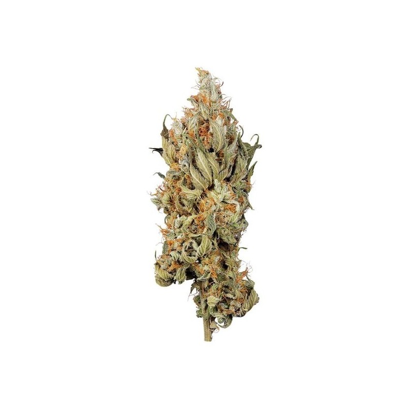 Fat Banana semi cannabis Royal Queen Seeds