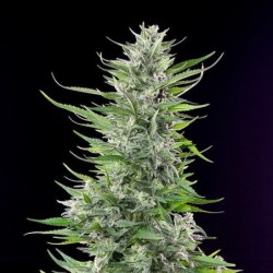 Fat Banana semi cannabis Royal Queen Seeds