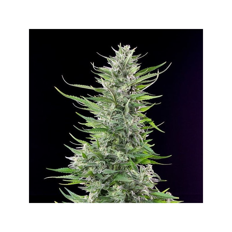 Fat Banana semi cannabis Royal Queen Seeds