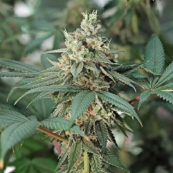 Fat Banana semi cannabis Royal Queen Seeds