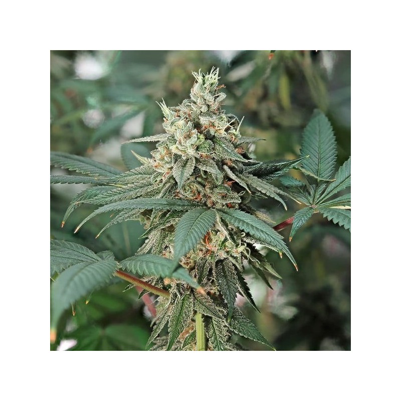Fat Banana semi cannabis Royal Queen Seeds