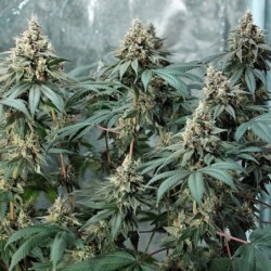 Fat Banana semi cannabis Royal Queen Seeds