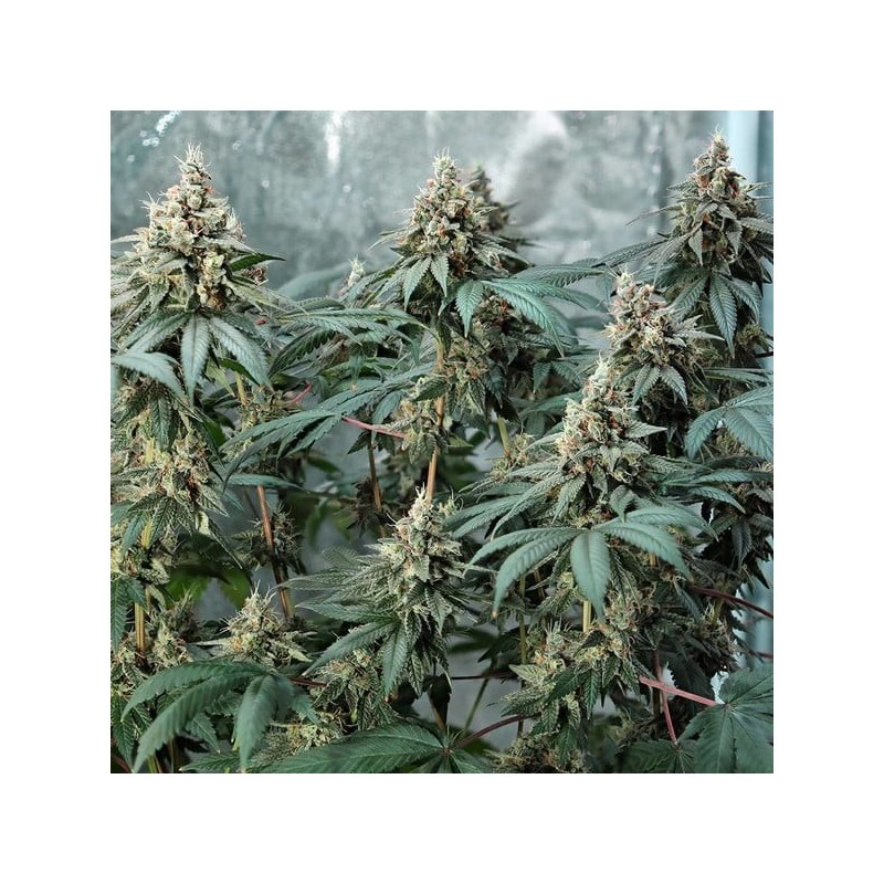 Fat Banana semi cannabis Royal Queen Seeds