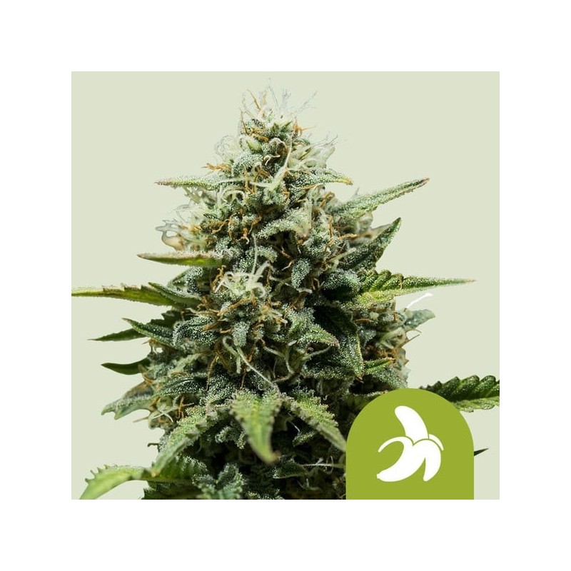 Fat Banana Auto semi cannabis Royal Queen Seeds