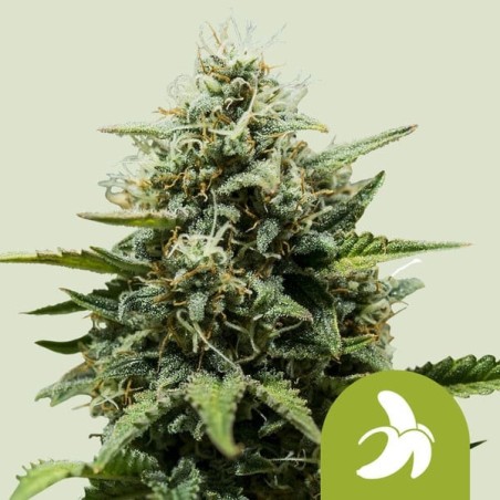 Fat Banana Auto semi cannabis Royal Queen Seeds