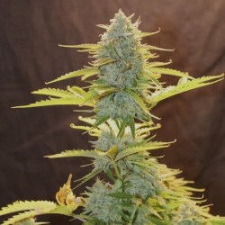Fat Banana Auto semi cannabis Royal Queen Seeds