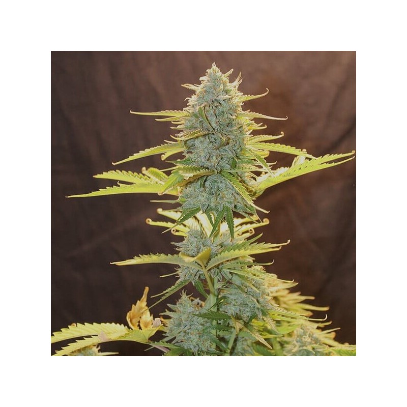Fat Banana Auto semi cannabis Royal Queen Seeds