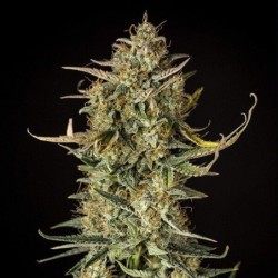 Fat Banana Auto semi cannabis Royal Queen Seeds