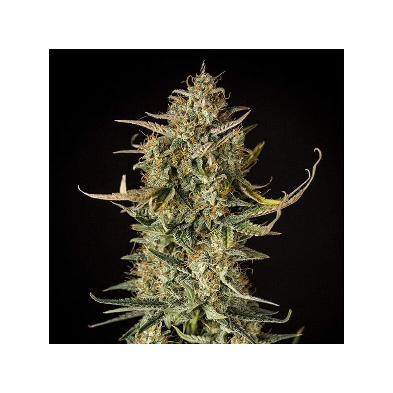 Fat Banana Auto semi cannabis Royal Queen Seeds