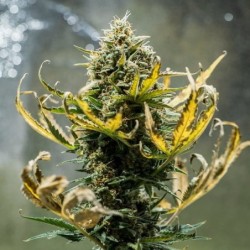 Fat Banana Auto semi cannabis Royal Queen Seeds