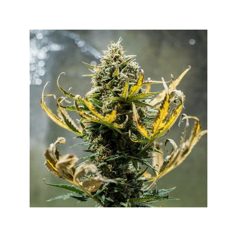 Fat Banana Auto semi cannabis Royal Queen Seeds