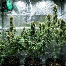 Fat Banana Auto semi cannabis Royal Queen Seeds