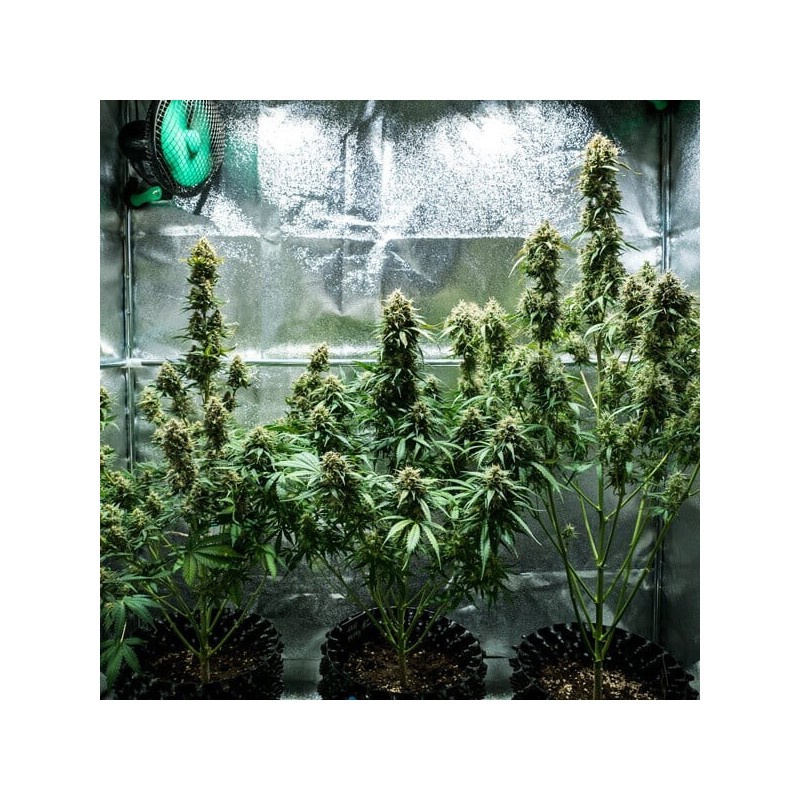 Fat Banana Auto semi cannabis Royal Queen Seeds