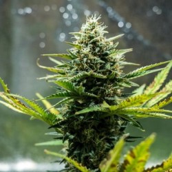 Fat Banana Auto semi cannabis Royal Queen Seeds