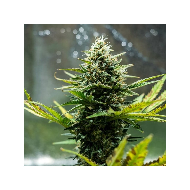 Fat Banana Auto semi cannabis Royal Queen Seeds