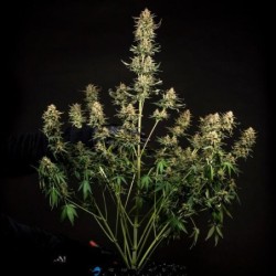 Fat Banana Auto semi cannabis Royal Queen Seeds