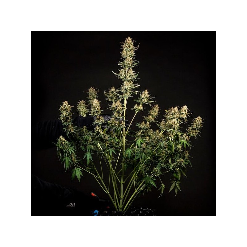 Fat Banana Auto semi cannabis Royal Queen Seeds