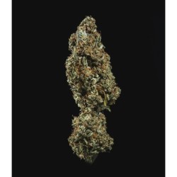 Fat Banana Auto semi cannabis Royal Queen Seeds