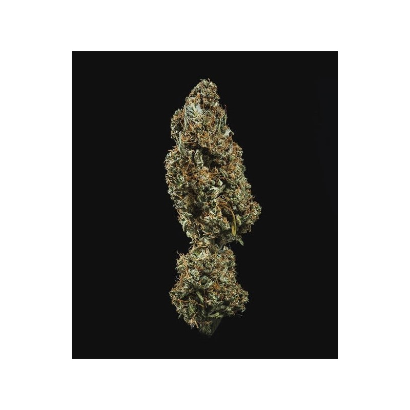 Fat Banana Auto semi cannabis Royal Queen Seeds