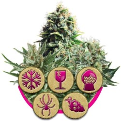 Feminized Mix Royal Queen Seeds - confezione 1