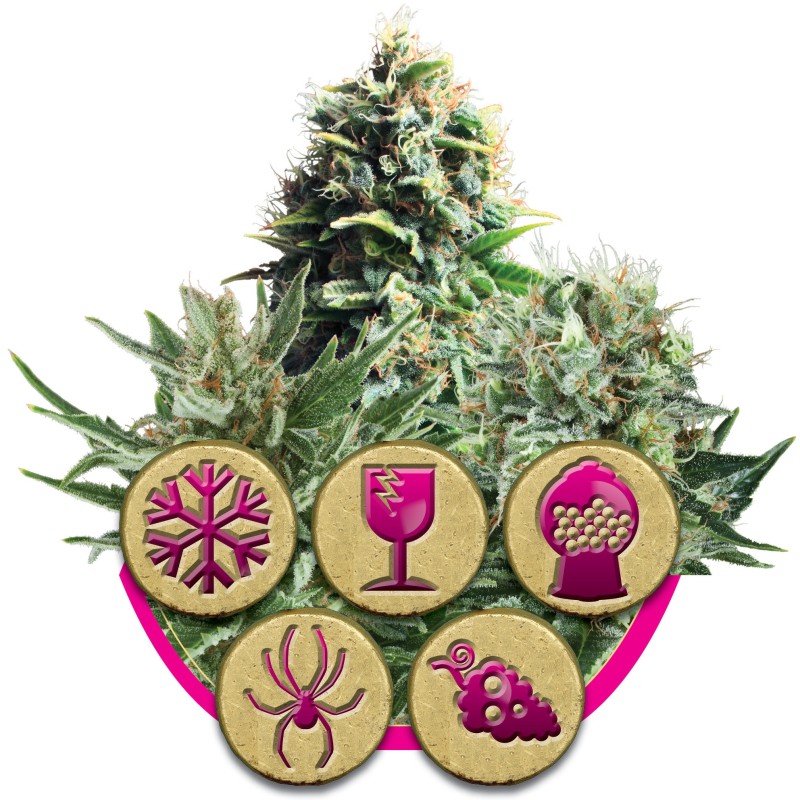 Feminized Mix Royal Queen Seeds - confezione 1
