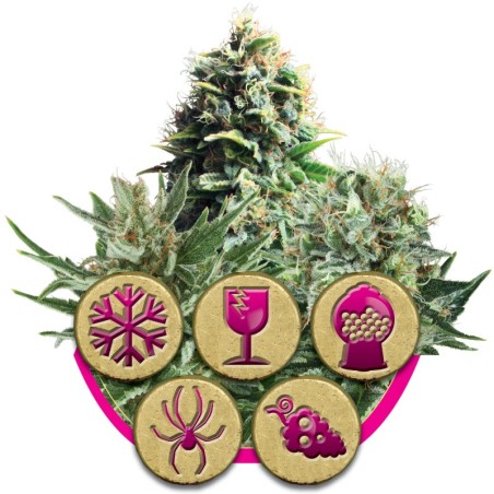 Feminized Mix Royal Queen Seeds - confezione 1