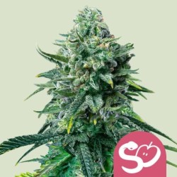 Forbidden Fruit semi cannabis Royal Queen Seeds