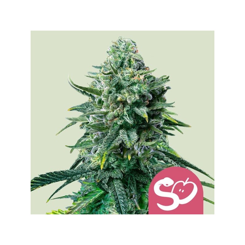 Forbidden Fruit semi cannabis Royal Queen Seeds