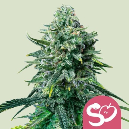 Forbidden Fruit semi cannabis Royal Queen Seeds