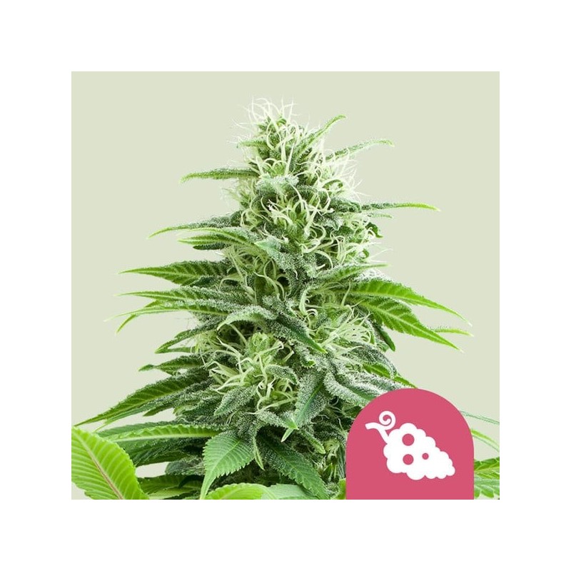Fruit Spirit semi cannabis Royal Queen Seeds