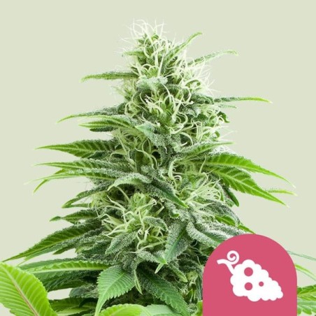 Fruit Spirit semi cannabis Royal Queen Seeds