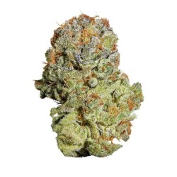 Fruit Spirit semi cannabis Royal Queen Seeds
