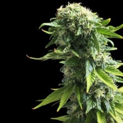 Fruit Spirit semi cannabis Royal Queen Seeds