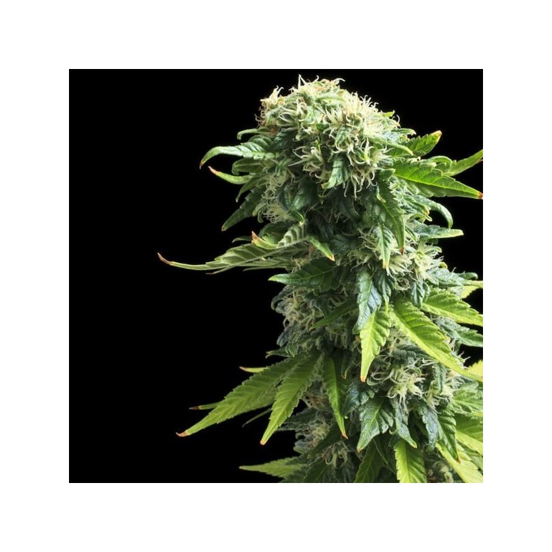 Fruit Spirit semi cannabis Royal Queen Seeds