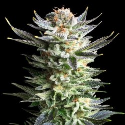 Fruit Spirit semi cannabis Royal Queen Seeds