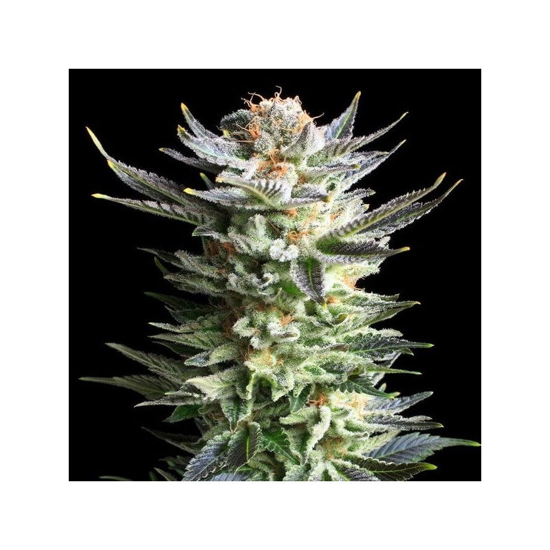 Fruit Spirit semi cannabis Royal Queen Seeds