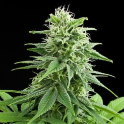 Fruit Spirit semi cannabis Royal Queen Seeds