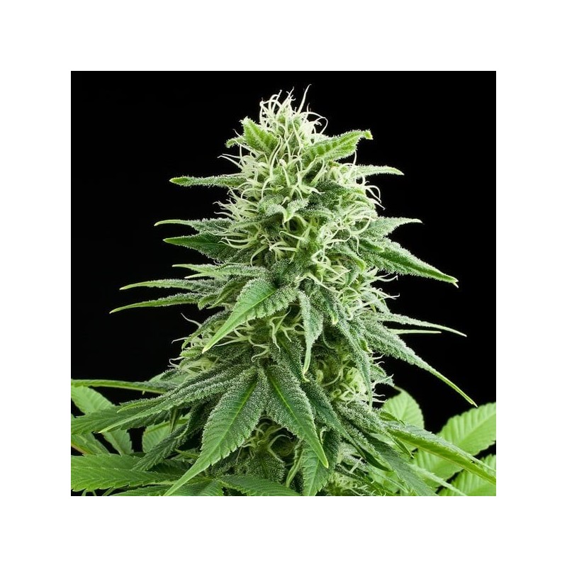 Fruit Spirit semi cannabis Royal Queen Seeds