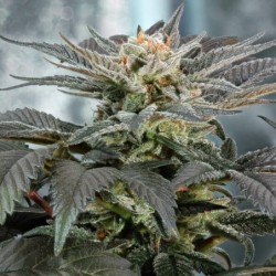 Fruit Spirit semi cannabis Royal Queen Seeds