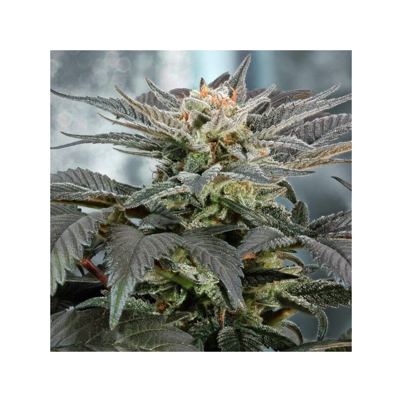 Fruit Spirit semi cannabis Royal Queen Seeds