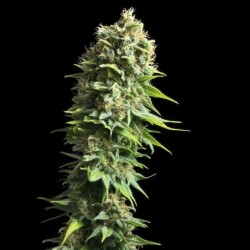 Fruit Spirit semi cannabis Royal Queen Seeds