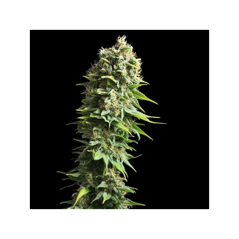Fruit Spirit semi cannabis Royal Queen Seeds