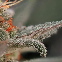 Fruit Spirit semi cannabis Royal Queen Seeds