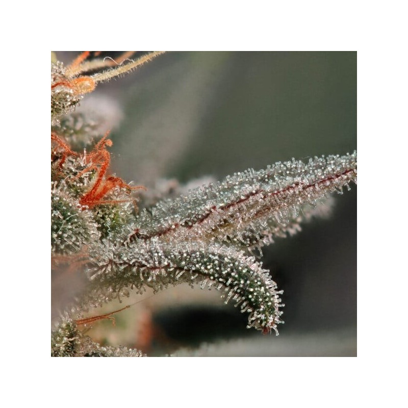 Fruit Spirit semi cannabis Royal Queen Seeds