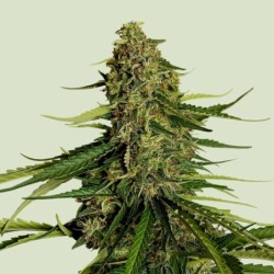 Gaia F1 Auto semi cannabis Royal Queen Seeds