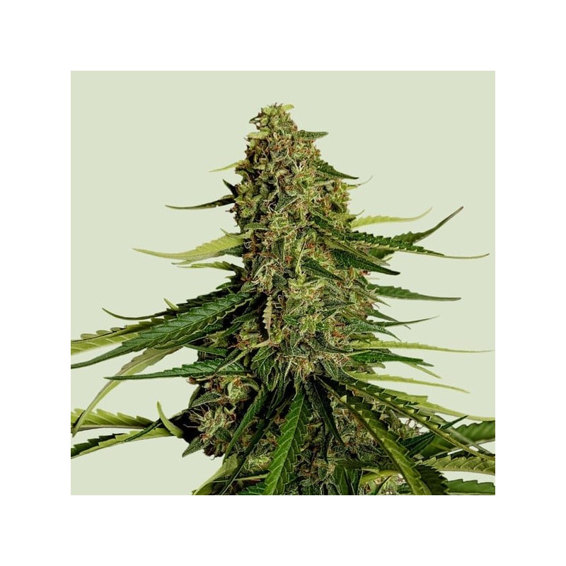 Gaia F1 Auto semi cannabis Royal Queen Seeds